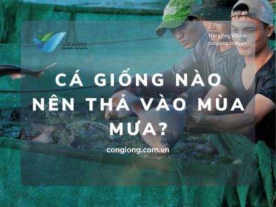 Cá giống nào nên thả vào mùa mưa? Gợi ý từ trại cá giống Vifarm