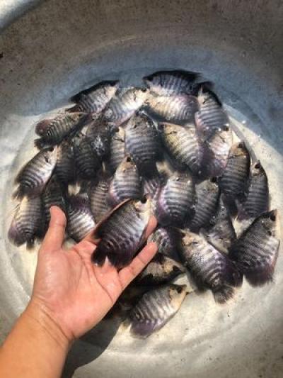 Cá Tai Tượng Giống của Công Ty Vifoods