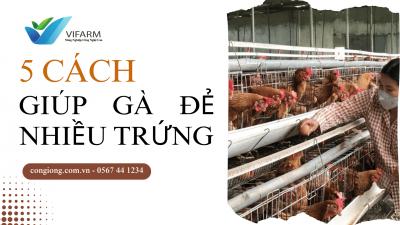 Cách Giúp Gà Đẻ Trứng Nhiều – Bí Quyết Từ Trại Gà Giống Vifarm