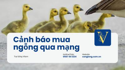 Cảnh báo thực trạng: Đặt mua ngỗng giống nhưng giao đến lại là… ngan đen