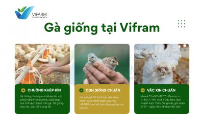 Cập nhật giá gà giống mới nhất năm 2025