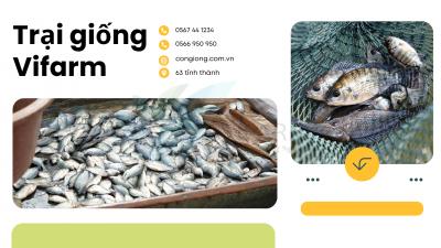 Giá cá rô phi hôm nay - Cập nhật mới nhất