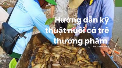 Hướng dẫn kỹ thuật nuôi cá trê ta thương phẩm