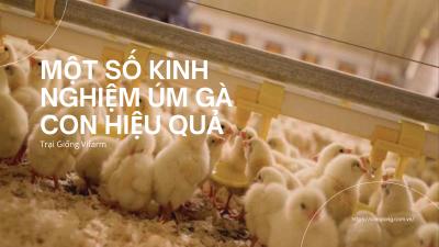 Kinh nghiệm úm gà con đúng kỹ thuật – Hướng dẫn chi tiết cho người mới nuôi