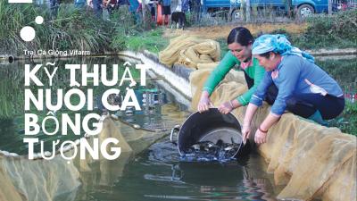 Kỹ thuật nuôi cá bống tượng