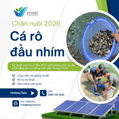 Kỹ Thuật Nuôi Cá Đầu Nhím Và Cập Nhật Giá Cá Giống Mới Nhất Tháng 5/2026