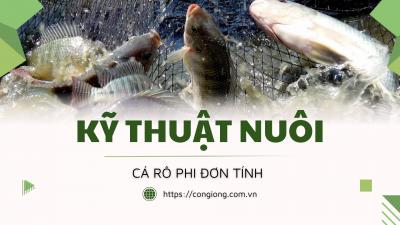 Kỹ thuật nuôi cá rô phi đơn tính chi tiết nhất