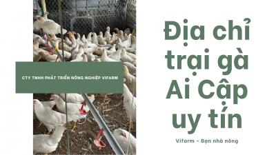 Mua Gà Ai Cập Siêu Đẻ Ở Đâu Chất Lượng?
