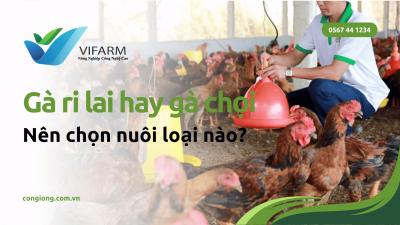 Nên chọn gà Ri hay gà lai chọi để nuôi thả vườn?