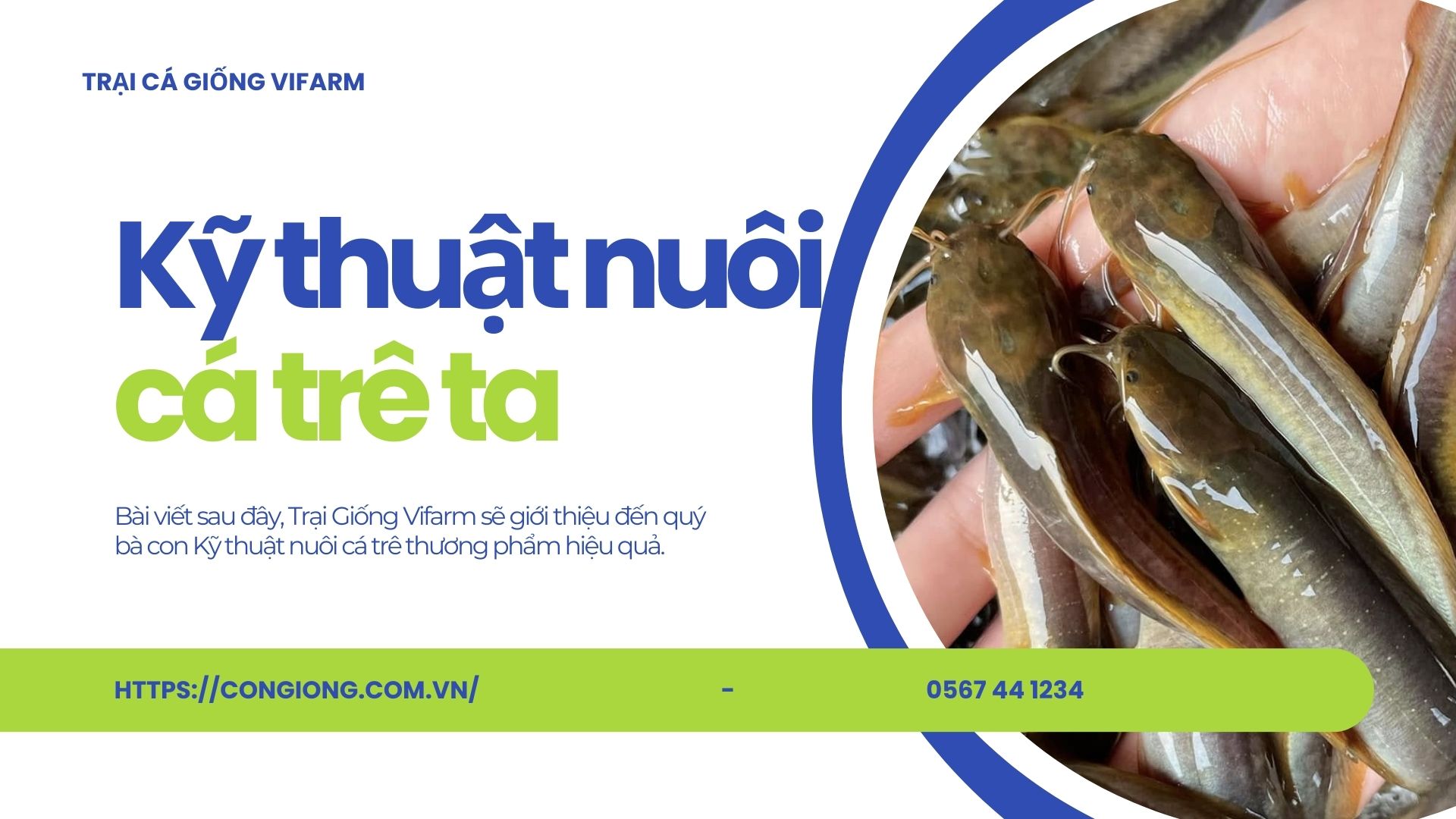 Hướng dẫn kỹ thuật nuôi cá trê ta thương phẩm