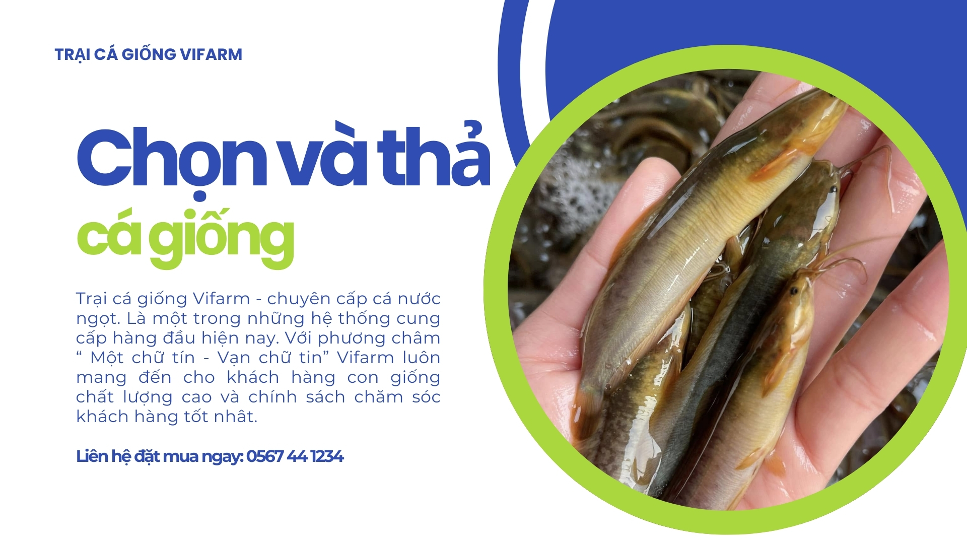 Hướng dẫn kỹ thuật nuôi cá trê ta thương phẩm